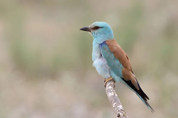 Avrupa silindiri olarak bilinen Coracias garrulus kuşu 