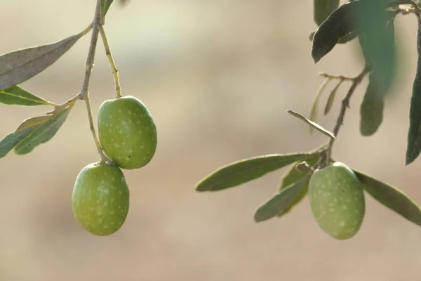 Ripening green olives and olive leaves