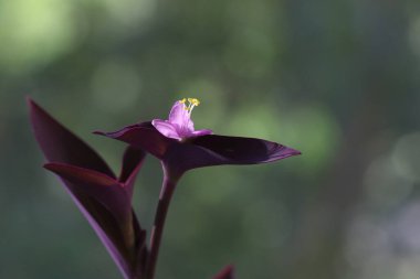 Tradescantia pallida, örümcekgiller familyasından bir örümcek türü. Ayrıca mor salgı olarak da bilinir, mor kalp..