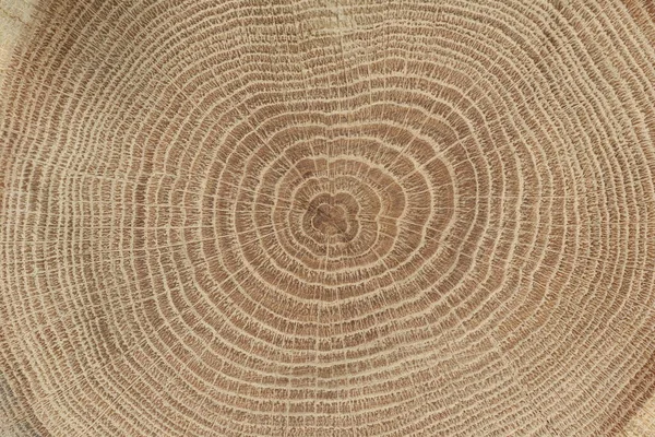 Ağaç gövdesi kesiti Close-Up