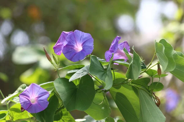 Pomoea Nil Een Soort Van Ipomoea Ochtend Glorie Bekend Onder — Stockfoto