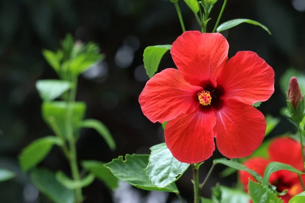 Hibiscus Rosa Sinensis Een Bloeiende Plant Bekend Als Chinese Hibiscus — Stockfoto