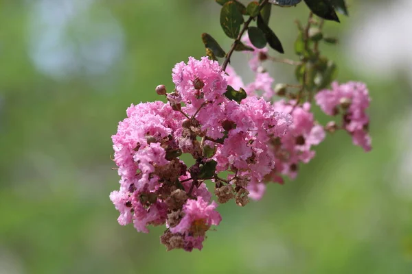Lagerstroemia indica (ayrıca krep mersin veya krep çiçeği olarak da bilinir), Lythraceae familyasından Lagerstroemia familyasından bir bitki türü.