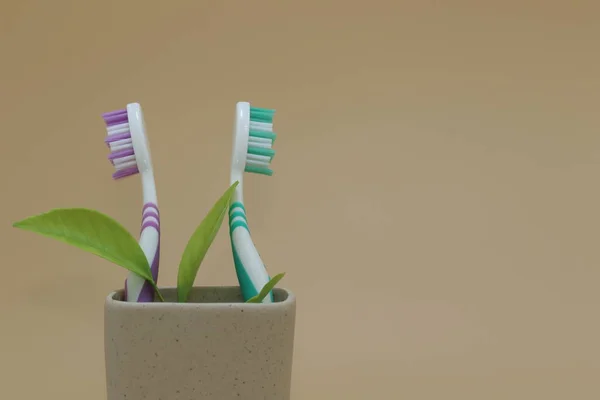 Toothbrushes in a plastic toothbrush holder