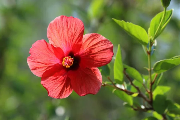 Hibiscus Rosa Sinensis Est Une Plante Fleurs Connue Sous Nom — Photo