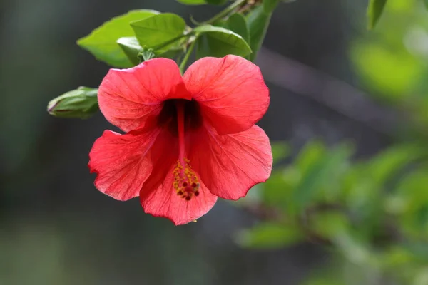 Hibiscus Rosa Sinensis Een Bloeiende Plant Bekend Als Chinese Hibiscus — Stockfoto