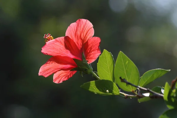 Hibiscus Rosa Sinensis Een Bloeiende Plant Bekend Als Chinese Hibiscus — Stockfoto