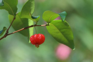 Surinam kiraz ya da pitanga (Eugenia uniflora) genellikle bahçelerde çit ya da ekran olarak kullanılır.