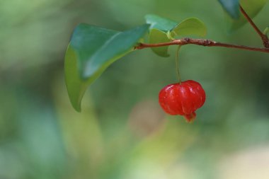 Surinam kiraz ya da pitanga (Eugenia uniflora) genellikle bahçelerde çit ya da ekran olarak kullanılır..