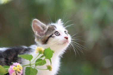 Bir kedi yavrusunun portresini kapat.