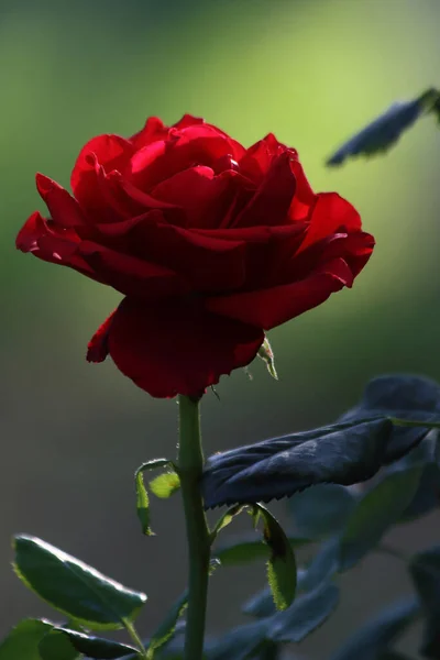 Ізольована Червона Троянда Підсвічуванням — стокове фото