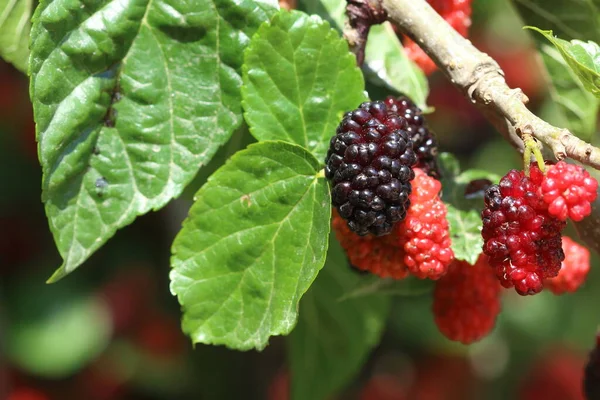 Frutos Amoreira Vermelhos Primavera — Fotografia de Stock