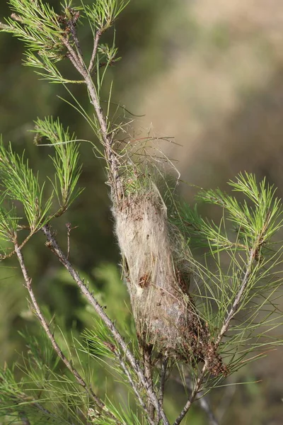 松树叶柄幼虫 Thaumetopoea Pityocampa — 图库照片