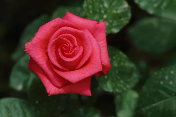 Primer Plano Una Rosa —  Fotos de Stock