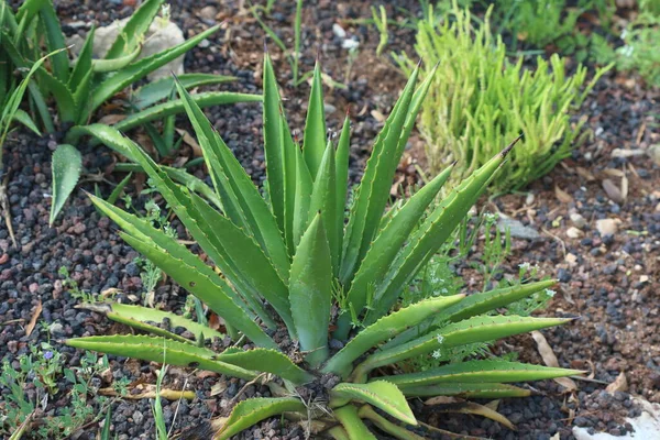 Kırmızı bir gülü yakından çek