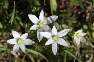 Beytüllahim Yıldızı (Ornithogalum umbellatum), İsa 'nın İncil' deki doğum hikayesinde yer alan Beytüllahim Yıldızı 'ndan sonraki yıldız şeklindeki çiçeklere dayanır..