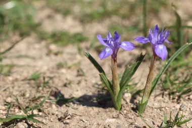 Bahar aylarında barbar fındığı (Gynandriris sirinchium) çiçeği