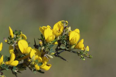 Calicotome villosa, ayrıca tüylü süpürge ve dikenli süpürge olarak da bilinir, Doğu Akdeniz bölgesinde yetişen küçük bir çalılıktır.