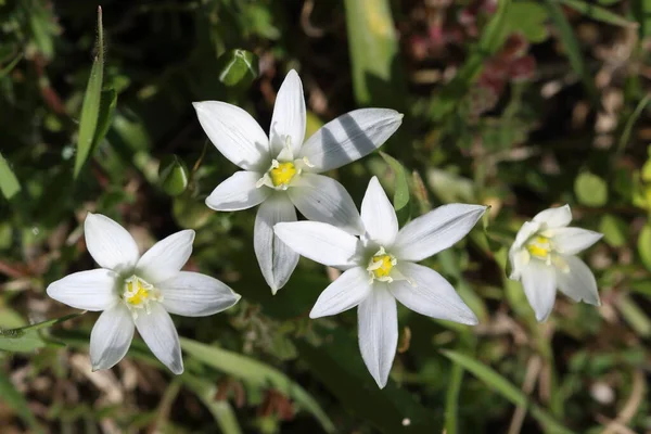 Star-of-Bethlehem (Ornithogalum umbellatum) is based on its star-shaped flowers, after the Star of Bethlehem that appears in the biblical account of the birth of Jesus.