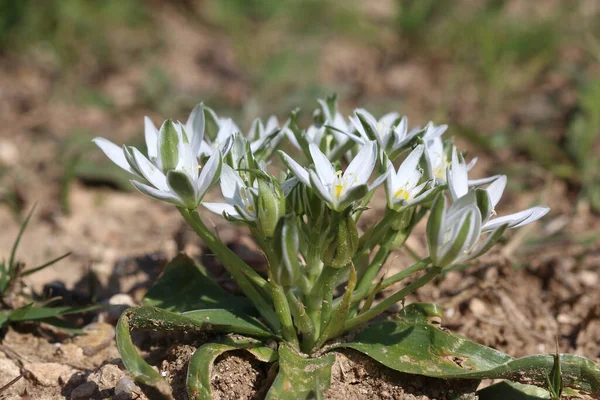 Star-of-Bethlehem (Ornithogalum umbellatum) is based on its star-shaped flowers, after the Star of Bethlehem that appears in the biblical account of the birth of Jesus.