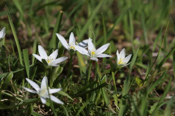 Star-of-Bethlehem (Ornithogalum umbellatum) is based on its star-shaped flowers, after the Star of Bethlehem that appears in the biblical account of the birth of Jesus.