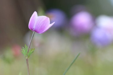 Baharda renkli şakayıklar