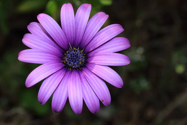 Dimorphotheca Ecklonis Viola Noto Anche Come Cape Marguerite — Foto Stock