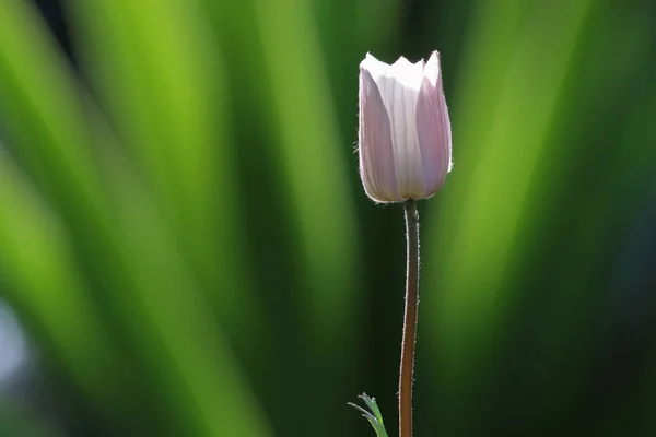 Fiore Anemone Primavera — Foto Stock