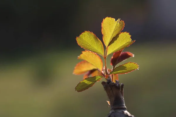 Gül Çalısı Üzerinde Bir Çekim — Stok fotoğraf