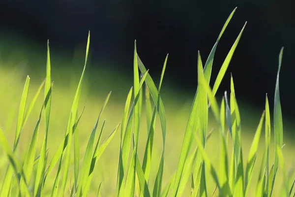 濃い背景の緑の草は — ストック写真
