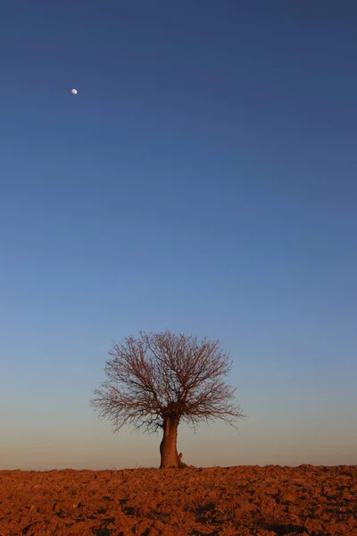 Single Tree Field Autumn — Stock Photo, Image