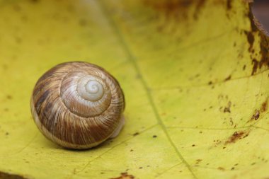 Sarı yapraklı bir salyangoz.