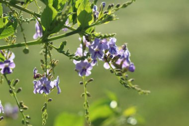 Duranta erecta, Verbenaceae familyasından Meksika 'dan Güney Amerika ve Karayipler' e kadar uzanan bir çalı türüdür..