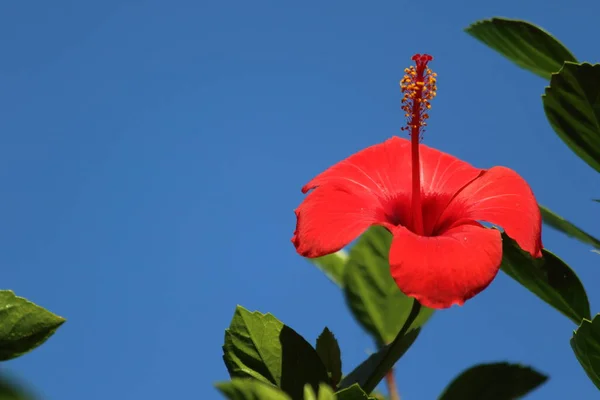 Hibiscus Rosa Sinensis Een Bloeiende Plant Bekend Als Chinese Hibiscus — Stockfoto