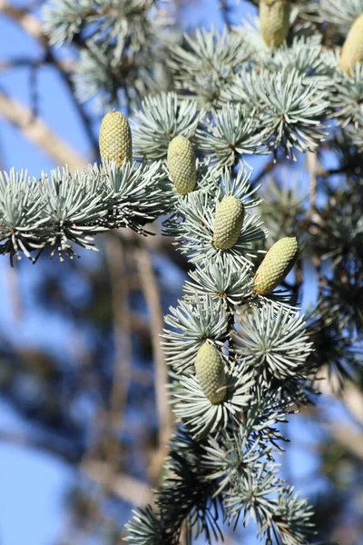 Cones Cedrus Atlantica Known Atlantic Cedar Blue Atlas Cedar Tree — Stock Photo, Image