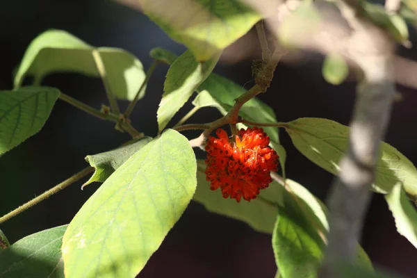 Paper Mulberry Broussonetia Papyrifera Flowering Plant Family Moraceae Native Asia — Stock Photo, Image