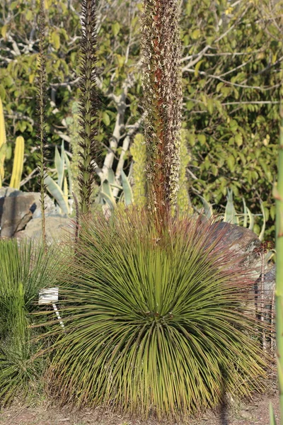 Agave Geminiflora Druh Agave Endemický Pro Mexický Stát Nayarit Běžný — Stock fotografie