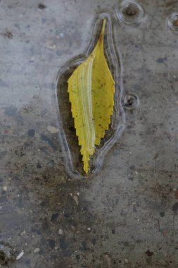 Yağmur damlalı Malvaviscus penduliflorus (Turk 'ün başlığı mallow, balmumu, uyku amfibiği) çiçeği