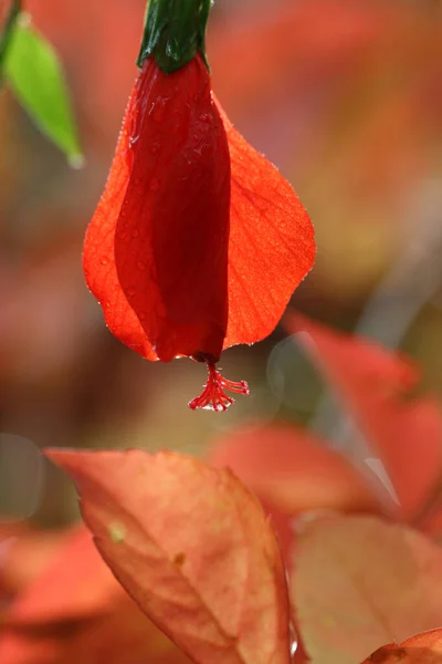 Malvaviscus Penduliflorus Türklerin Kapak Mallow Mum Mallow Uyuyan Amber Çiçeği — Stok fotoğraf