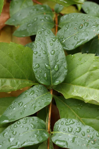 Gocce Acqua Piovana Sulle Foglie Verdi — Foto Stock