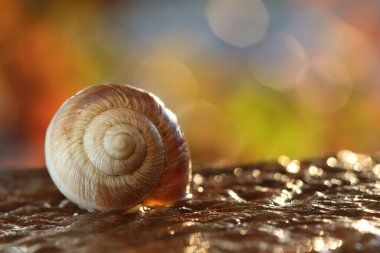 Salyangozun yakın sunumu 