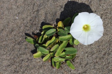 Plaj sabahı ihtişamı (Ipomoea imperati), gösterişli beyaz çiçekleri olan yemyeşil bir asmadır.