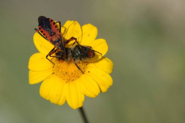 Kırmızı yengeç örümceği bir böcek avladı.