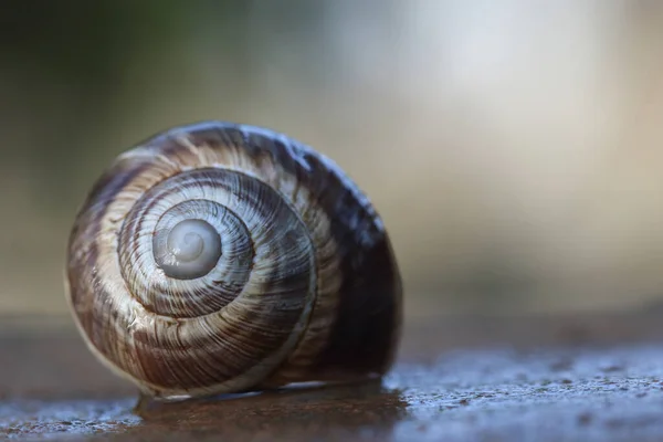 Close Presentation Snail — Stock Photo, Image