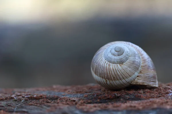 蜗牛的近景介绍 — 图库照片