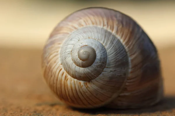 Close Presentation Snail — Stock Photo, Image