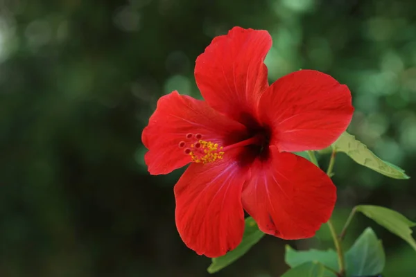 Hibiscus Rosa Sinensis Een Bloeiende Plant Bekend Als Chinese Hibiscus — Stockfoto