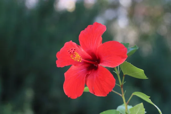 Hibiscus Rosa Sinensis Een Bloeiende Plant Bekend Als Chinese Hibiscus — Stockfoto