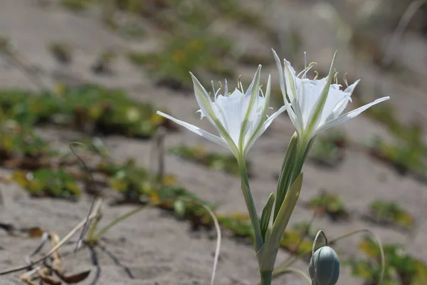 Deniz nergis, Akdeniz bölgesinde yetişen ve çiçek açan yabani bir bitki türüdür.