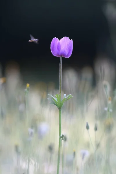 春のイソギンチャク イソギンチャク — ストック写真